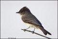 _1SB8152 eastern phoebe